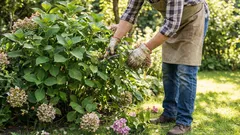 Perché l'ortensia cresce rigogliosa ma non produce nemmeno un fiore: un errore che commettono molti giardinieri