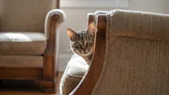 Scopri il segreto della felicità dei gatti: tre azioni quotidiane che sono fondamentali per loro