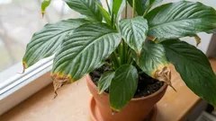 Le punte del tuo spathiphyllum sono secche? Risolviamo il problema in pochi passaggi.