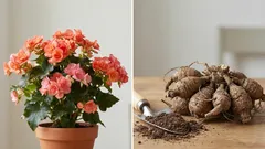 Cosa fare con la begonia in autunno affinché rifiorisca in primavera